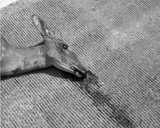 Deer, 2002