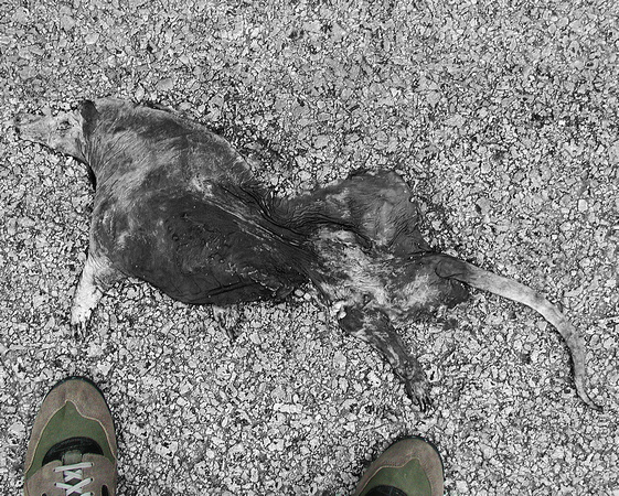 Opossum, 2001